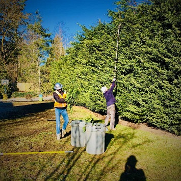 Hedge Trimming - Andy's Tree Services Inc.
